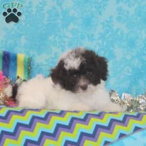 Rosie, Toy Poodle Puppy